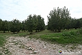 VBS_5429 - C'è un mare di velluto verde! E tu che sognavi di andare lontano... Quanta meraviglia, quì!